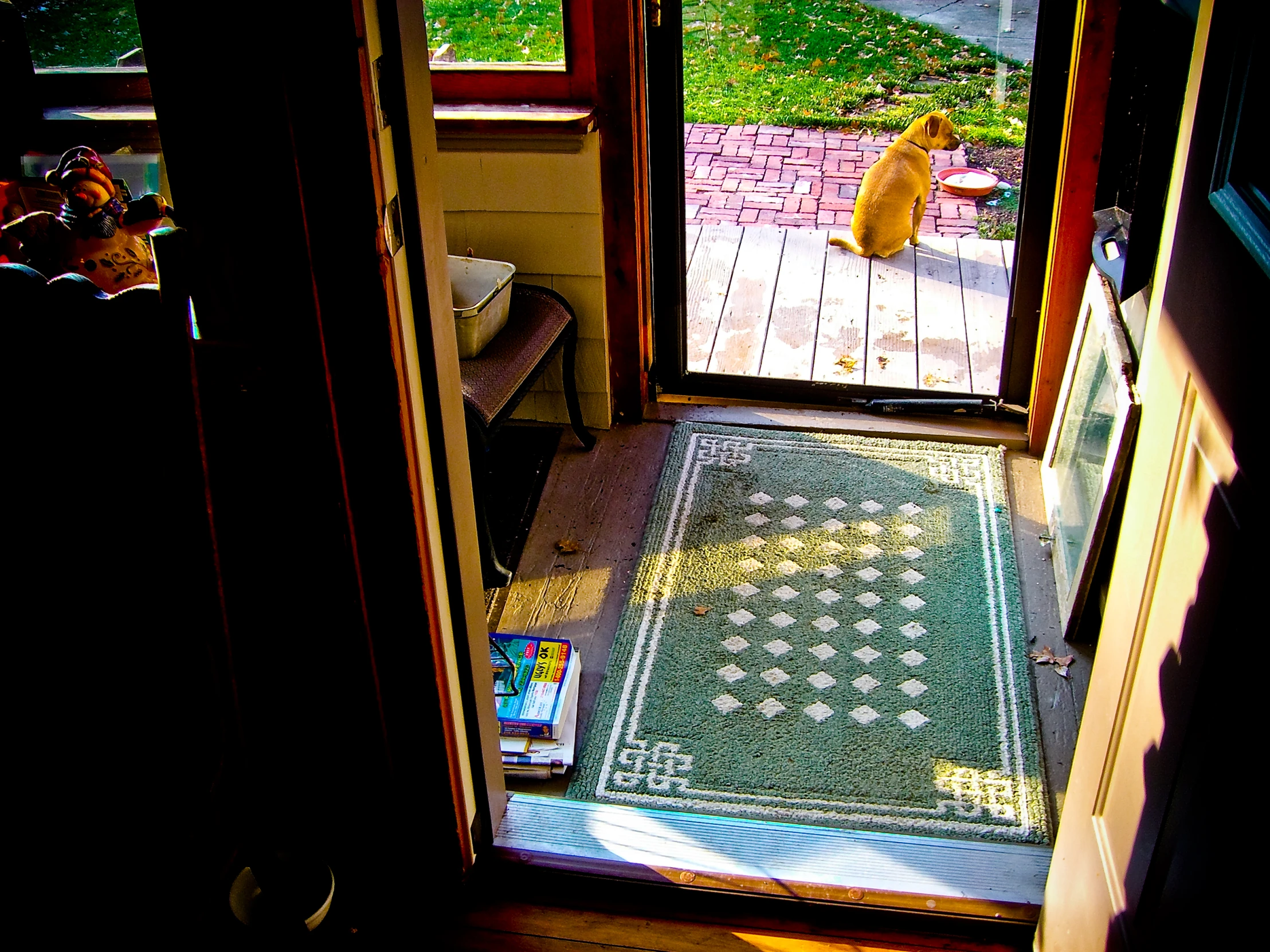 a dog sitting on the front door steps looking in