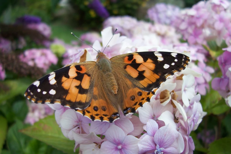 a large erfly is resting on purple flowers