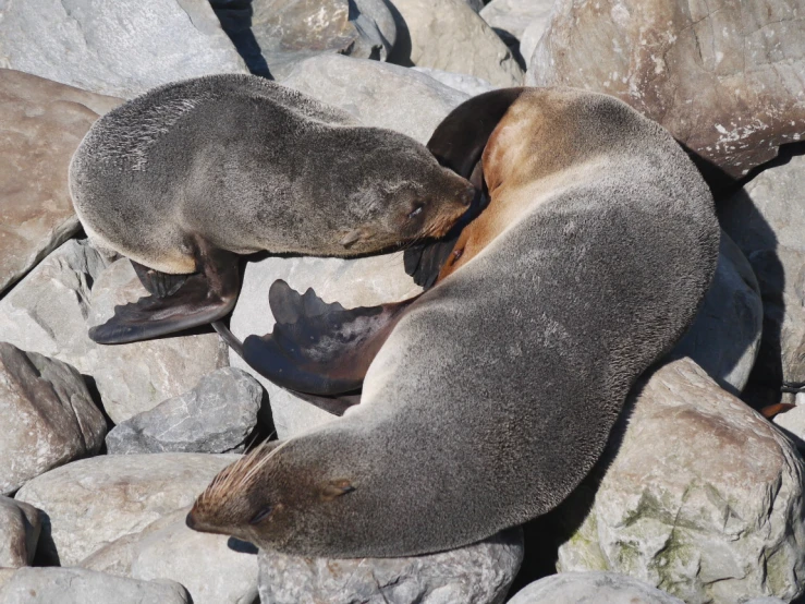 two sea lions sit on rocks in a rocky area