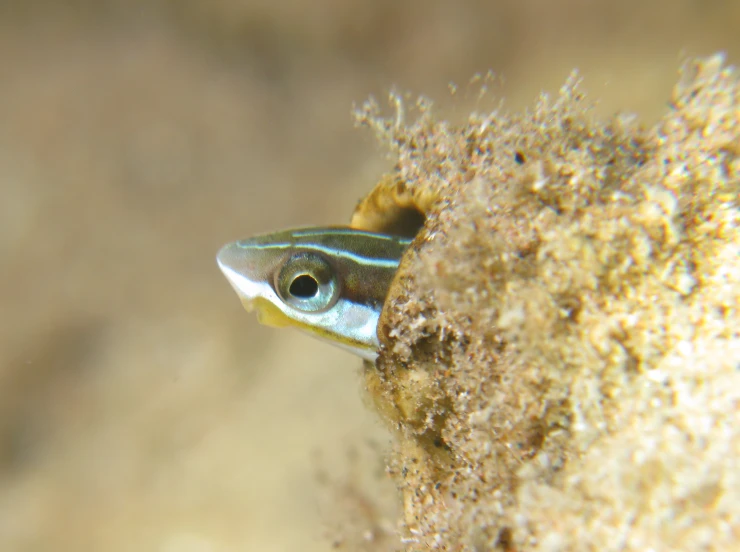 a small fish sticking its head out of a hole in a wall