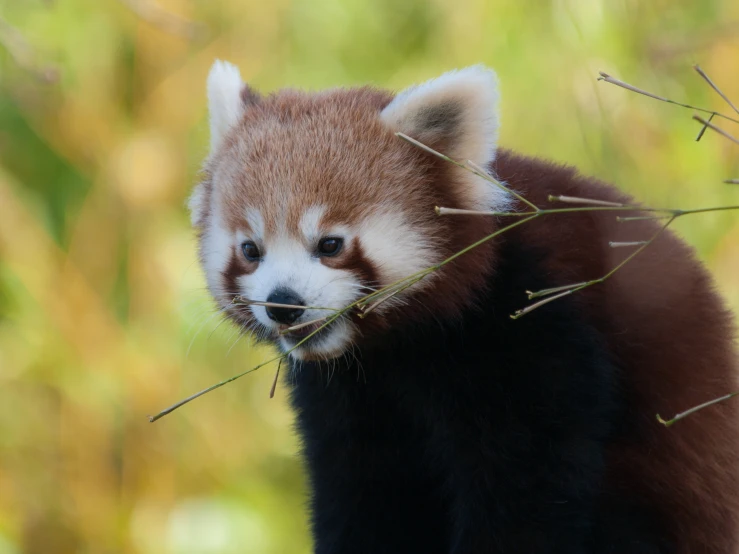 a baby red panda sitting behind green brush