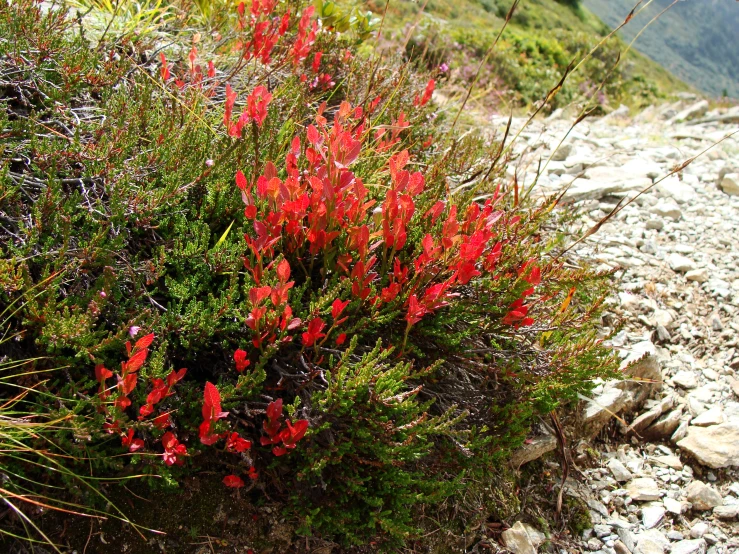 red and green plants on the side of a road