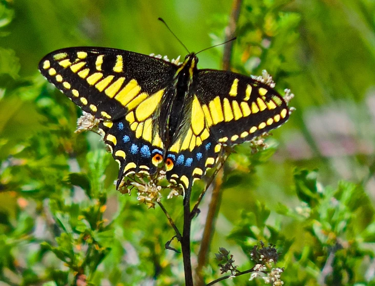 a yellow erfly sitting on top of a plant