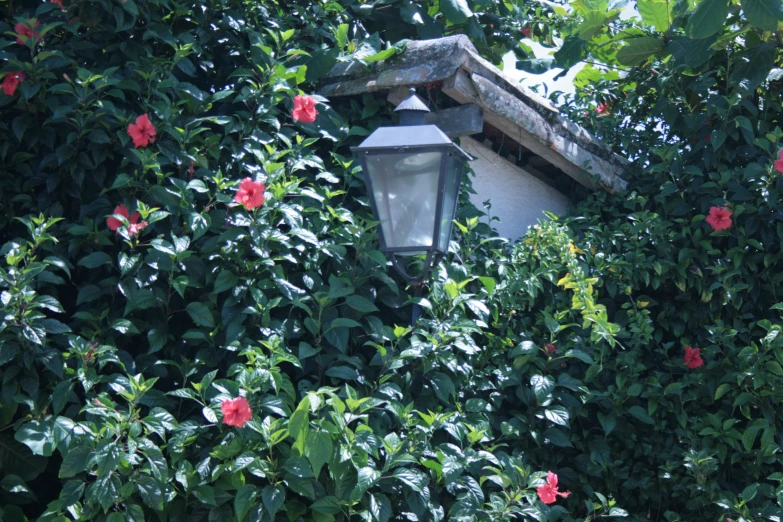 a small lamp that is next to some trees