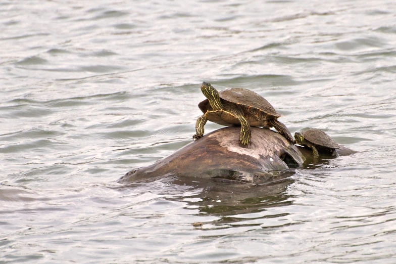 a group of turtle laying on top of an animal
