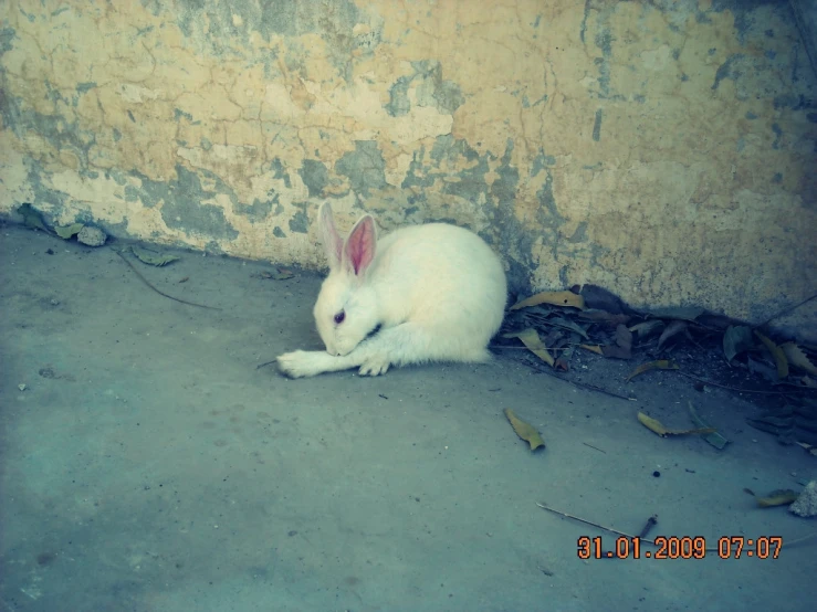the white rabbit is sitting under a building