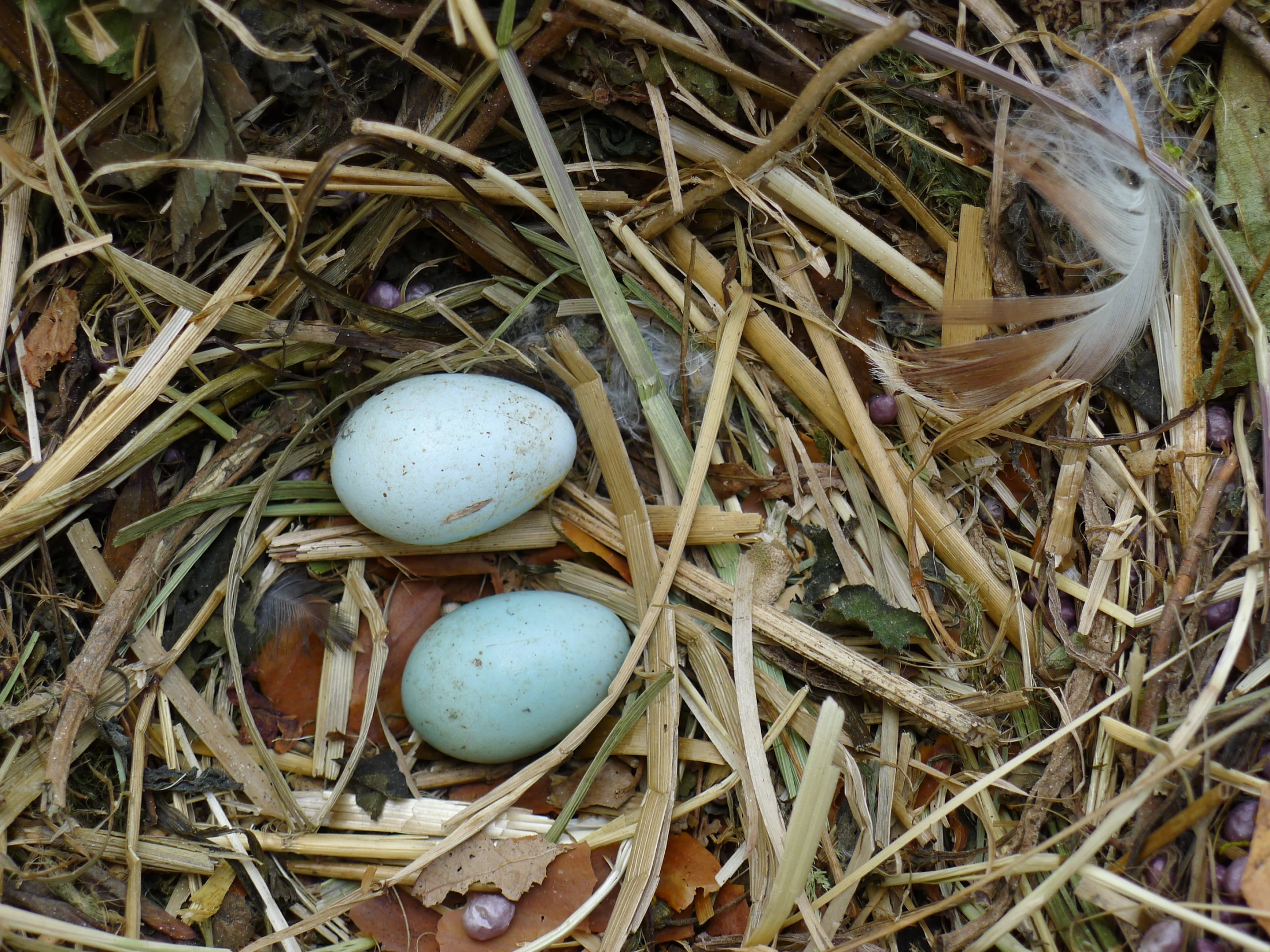 three eggs are in the nest on the grass