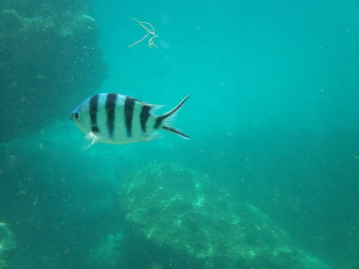 a black and white striped fish in the water