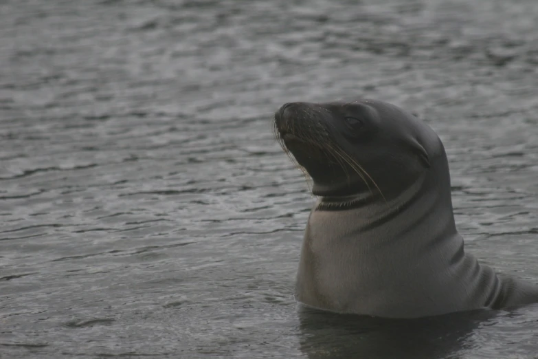 a baby seal floating in the water on a cloudy day