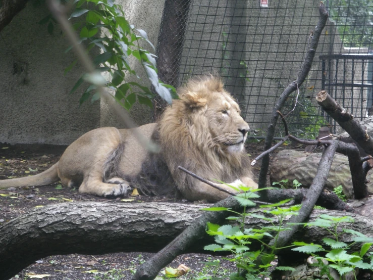 two lions relaxing on the ground together