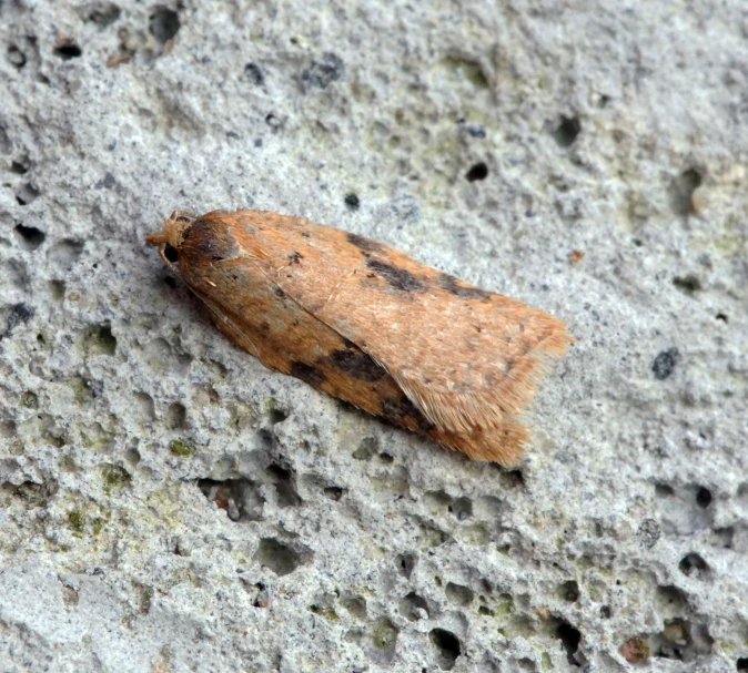 brown moth sitting on grey pavement in open area