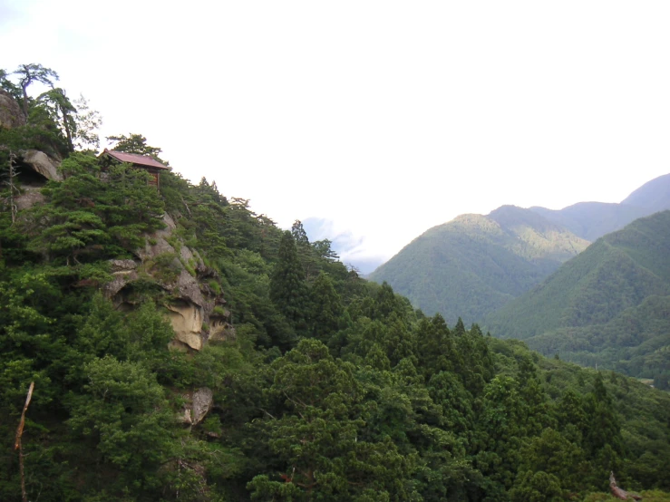 a forested hillside near a mountain with tall trees