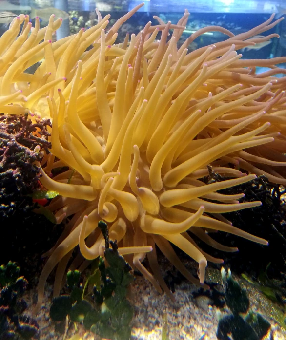 a large coral in a fish aquarium filled with rocks