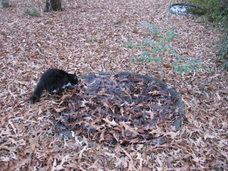 a cat that is sitting in the leaves