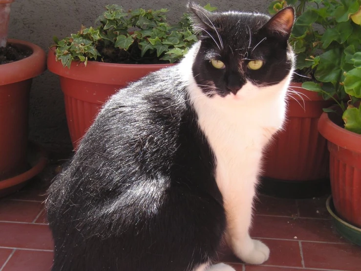 black and white cat sitting in front of potted plants
