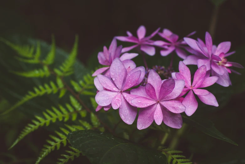 pink flowers on green foliage under a dark sky