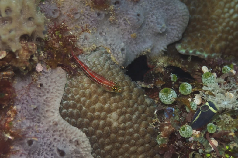 an underbellied sea snake resting on some coral