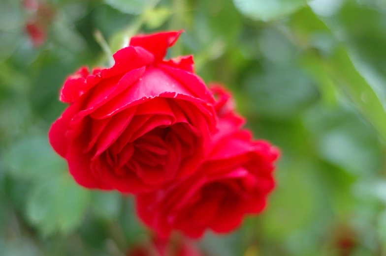 a close up of a red rose with green leaves