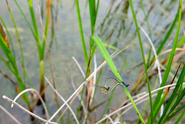 a small insect is sitting on a thin plant