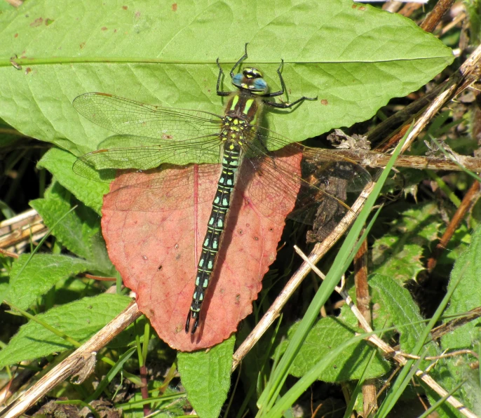 large insect perched on green plant leaf in natural area