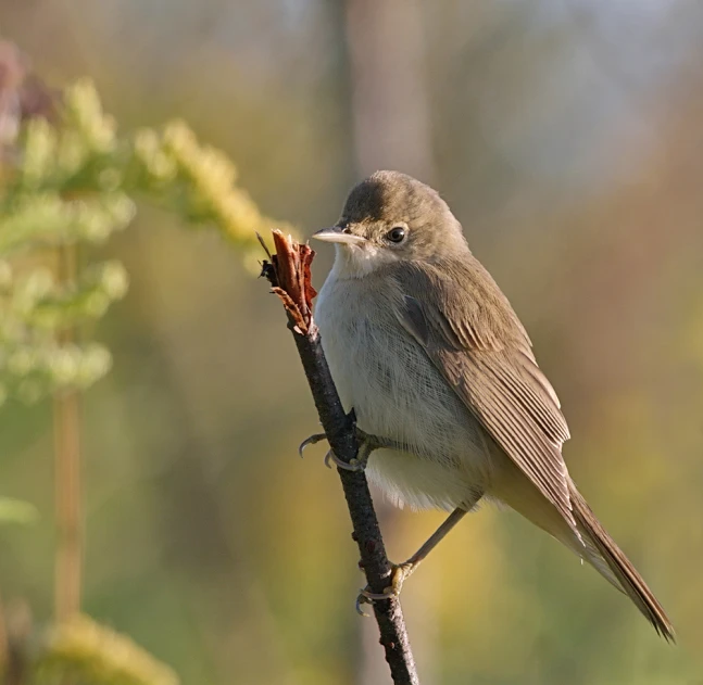 a small bird sitting on top of a small tree