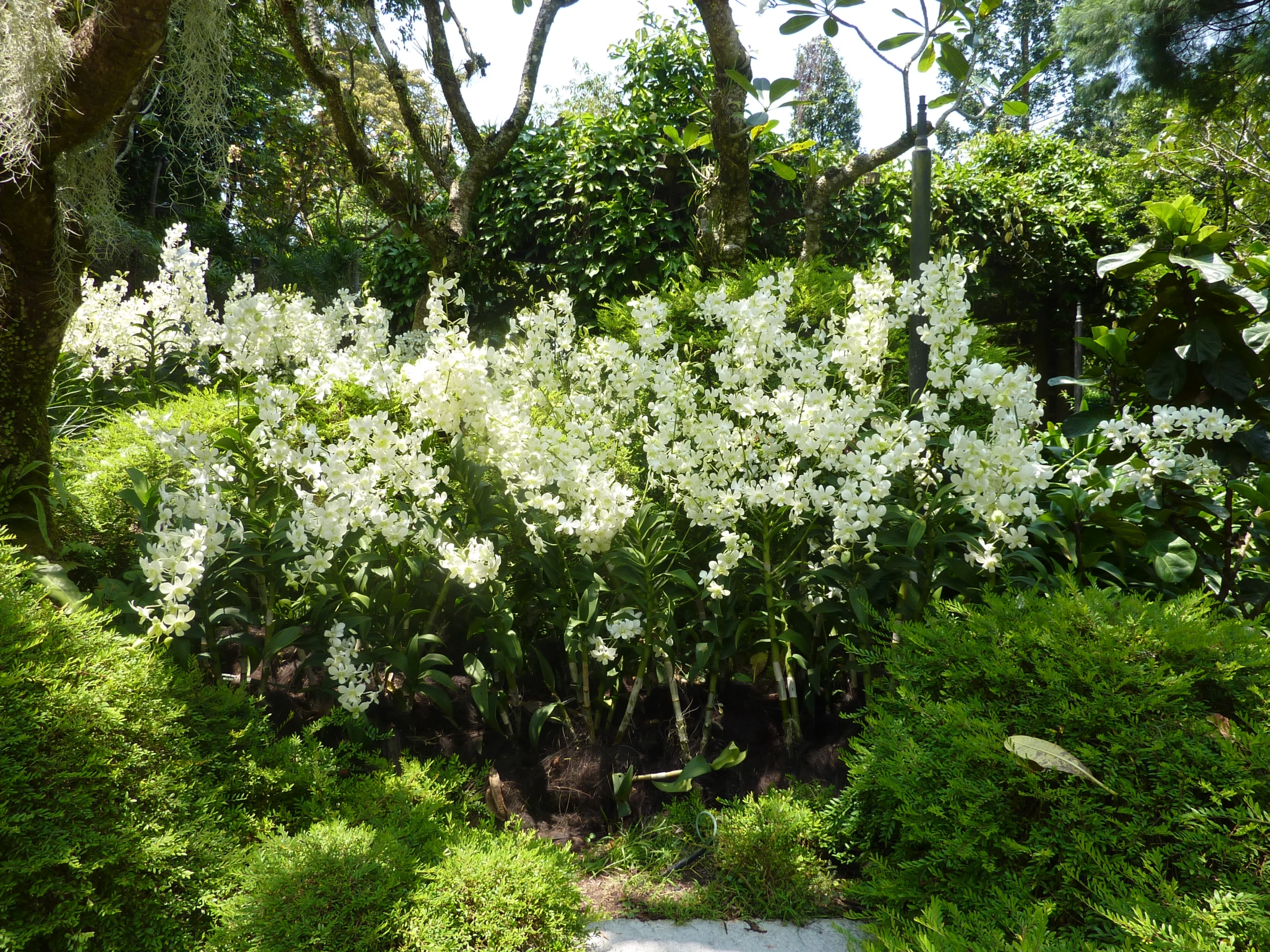 white bush covered in thicket of green grass