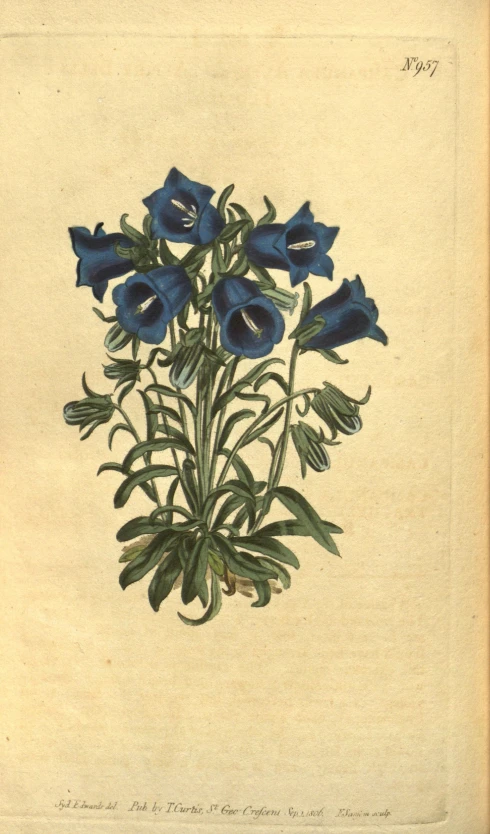 a vintage illustration of a group of blue flowers