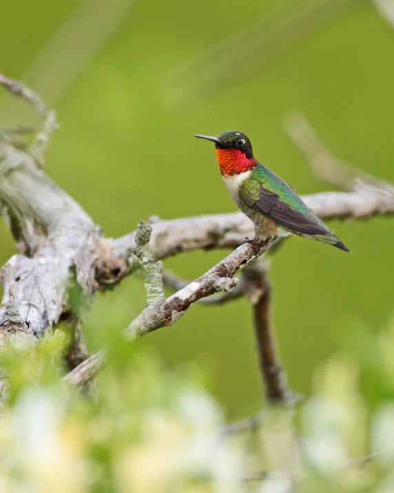 a colorful bird perched on a small tree nch