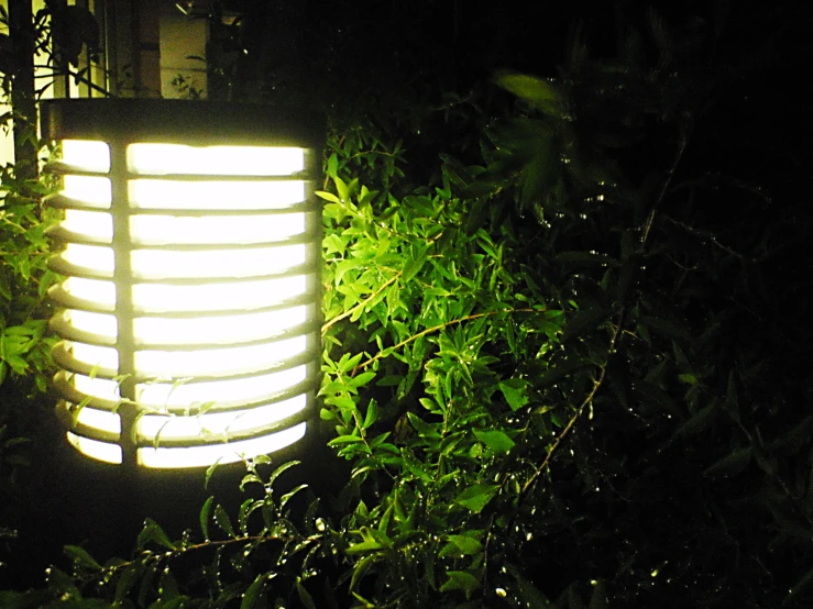 an illuminated lamp in the middle of some leaves at night