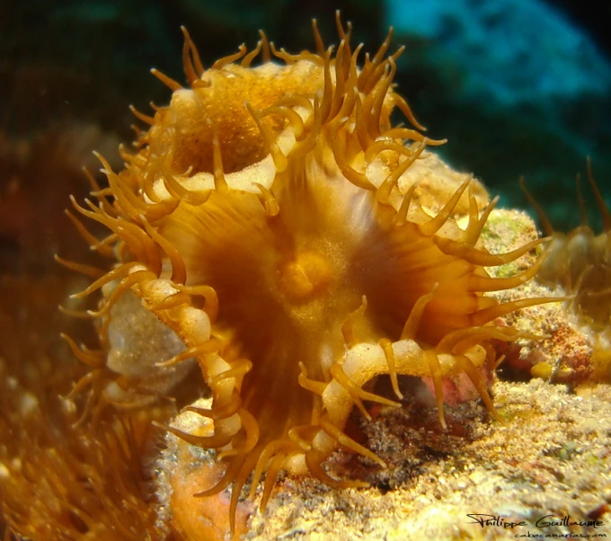 an underwater sea slug on the bottom of a coral