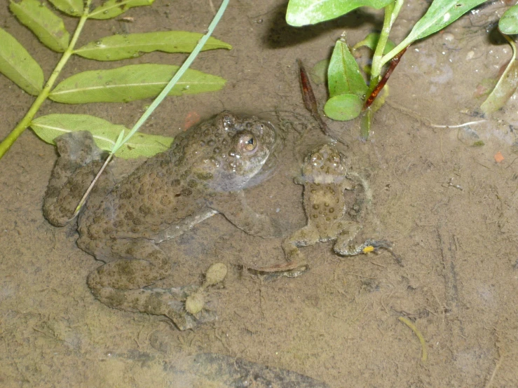 a frog is laying on the ground next to green plants