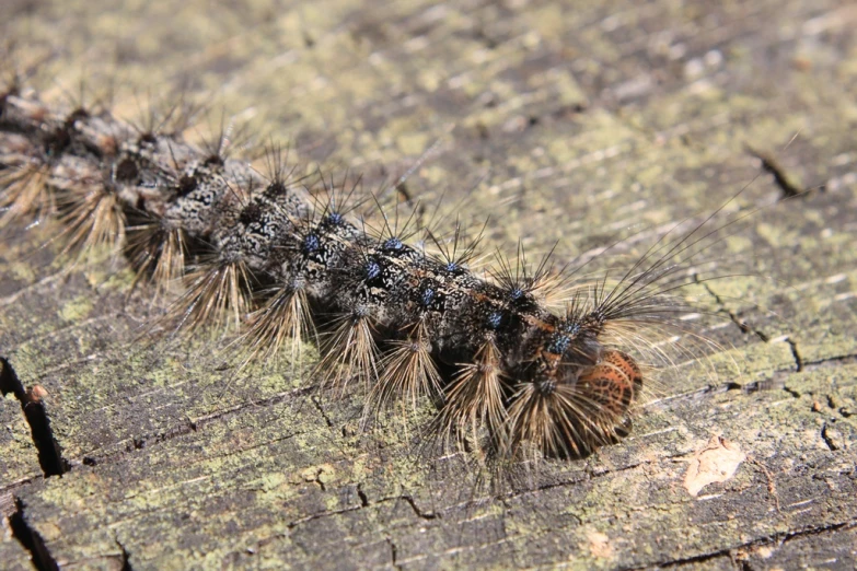 a black and grey caterpillar is laying on the wood