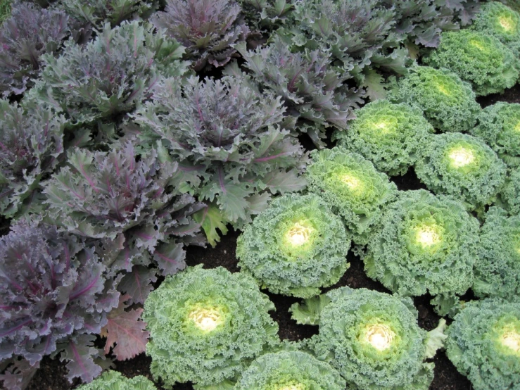 an array of greens have light up the garden
