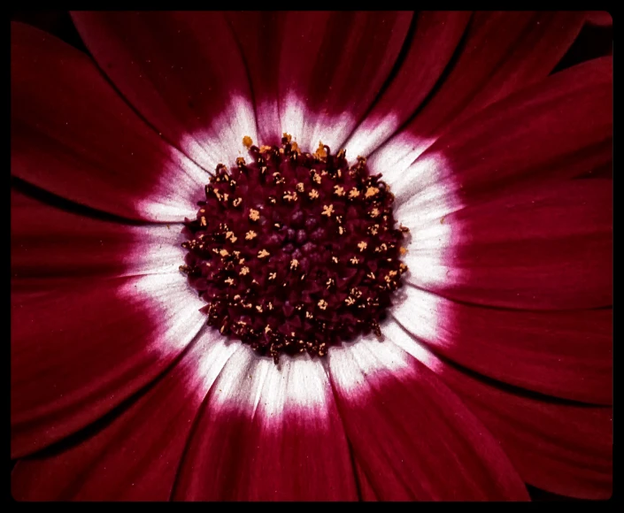 a close up s of an intricate flower