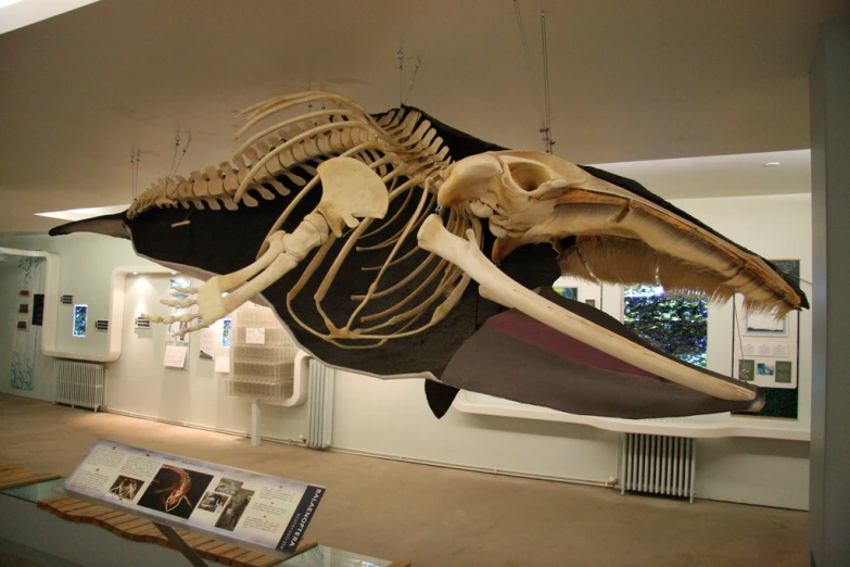 an exhibit hall with a large whale skeleton hanging from the ceiling