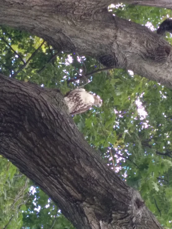 an owl sitting in the middle of a large tree