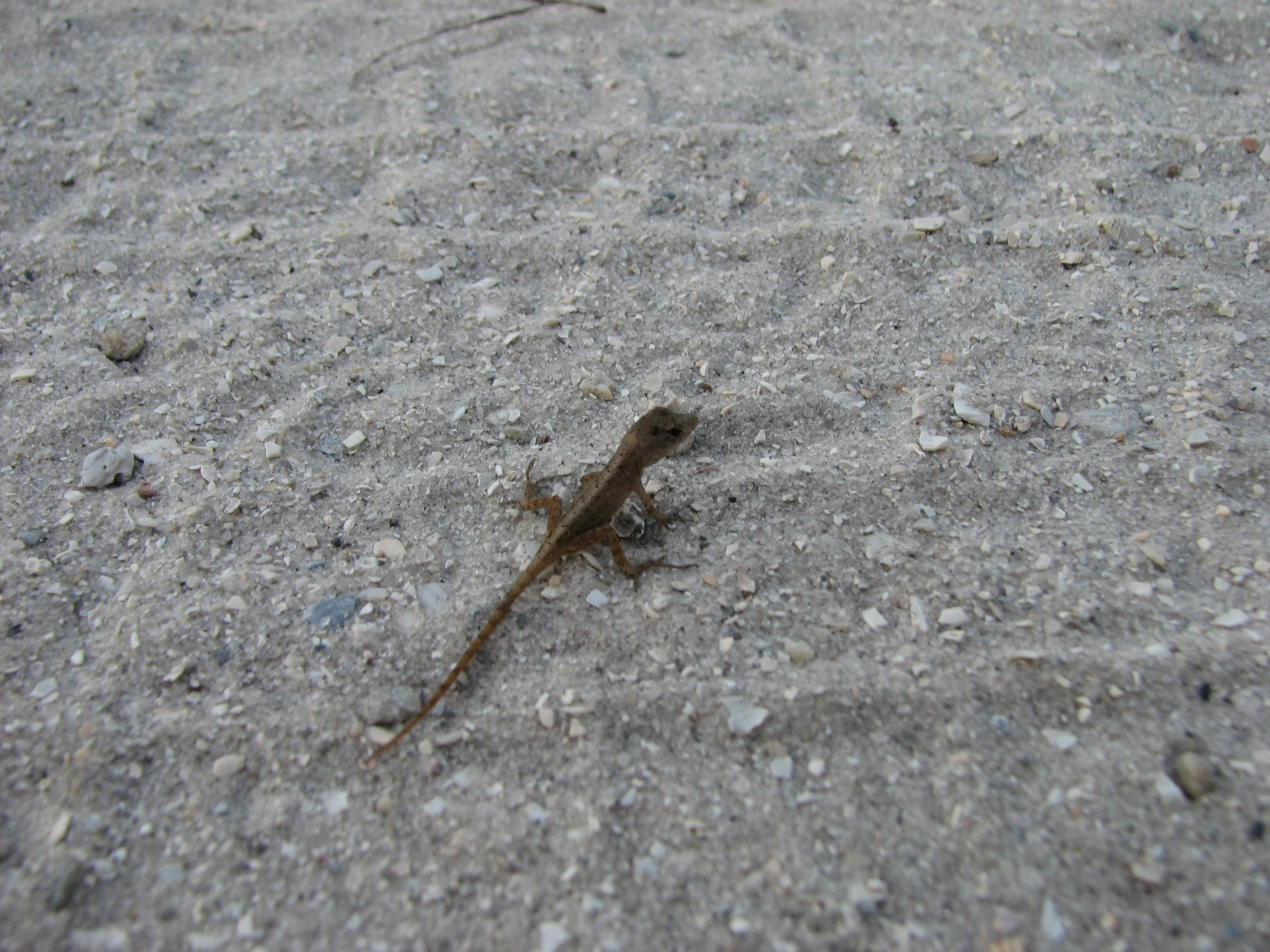 a lizard on a concrete surface that is almost too gray