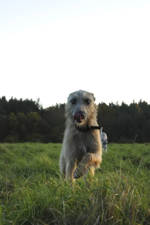 an adorable dog in the grass holding his leash