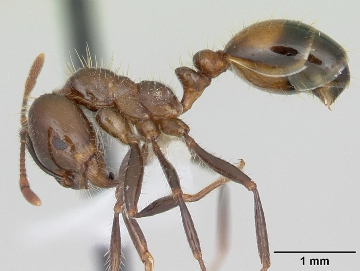 an insect looking through its large, open mouth