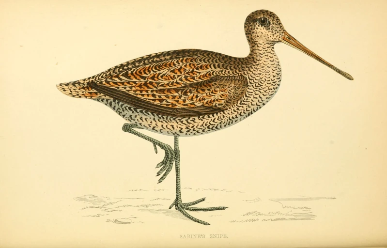 the illustration shows a bird walking on one leg