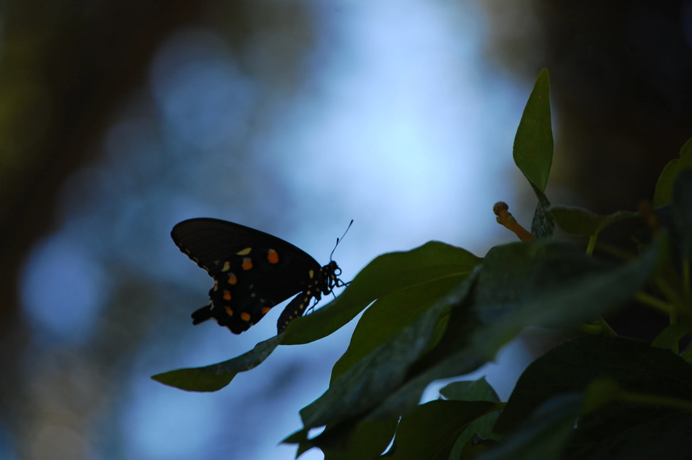 a erfly is resting on top of a leaf