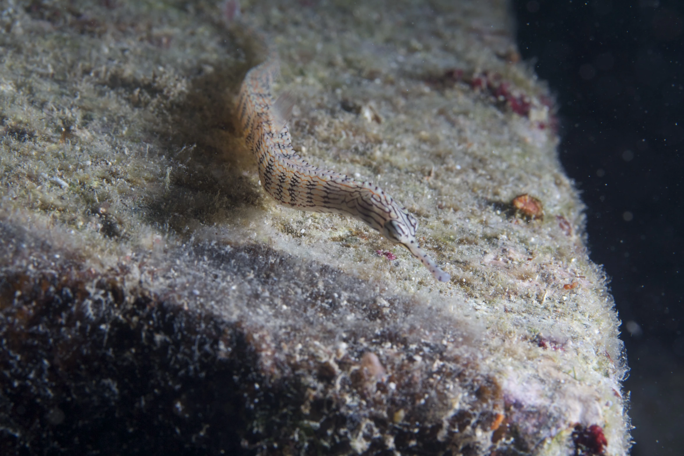 this is a small, slug - like creature on a piece of concrete