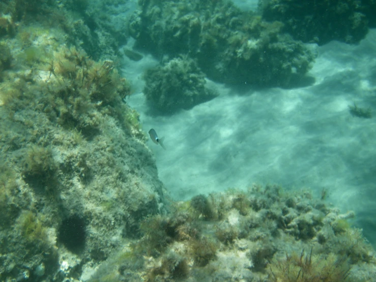 a fish in the water next to some small rocks