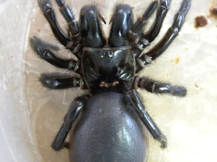a black spider with four legs and a big body