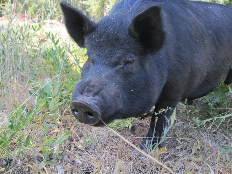 a pig that is in some kind of field