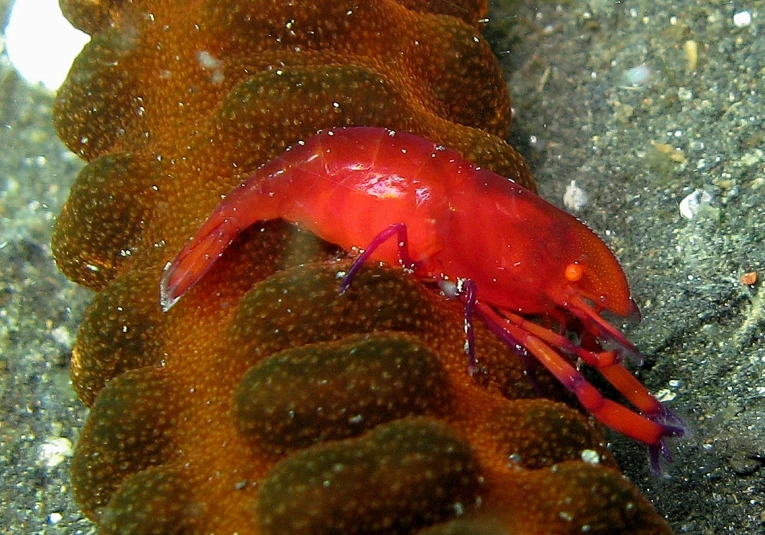 the bright red piece of an animal is on the beach