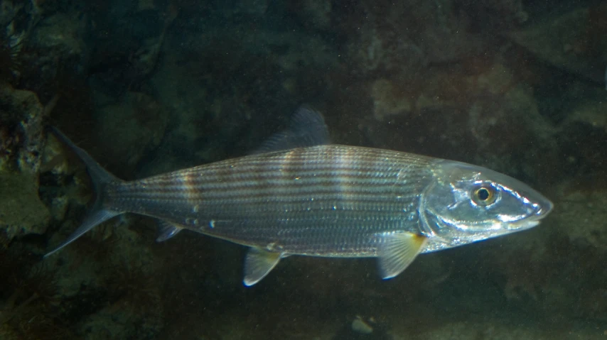 a large fish swimming on top of water