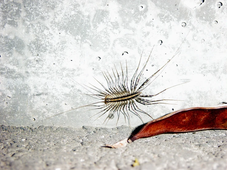 a insect crawling on the asphalt and a leaf floating in it