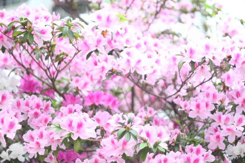 pink flowers in bloom in a park in front of some trees