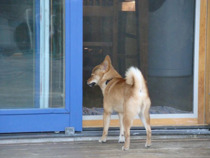 a brown dog is standing in front of a door